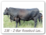 23E - Z-Bar Rosebud Lass 23E
ZBR 23E - View Pedigree