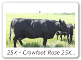 25X - Crowfoot Rose 25X
CFCC 25X - View Pedigree