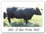 36D -Z-Bar Pride 36D
ZBR 36D - View Pedigree