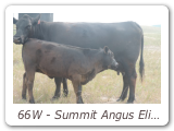 66W - Summit Angus Eline 66W
ADS 66W - View Pedigree