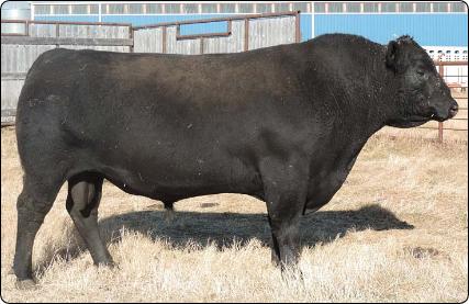 Sealin Creek Heads Up 60B