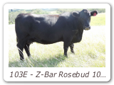 103E - Z-Bar Rosebud 103E
ZBR 103E - View Pedigree