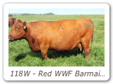 118W - Red WWF Barmaid 118W
WW 118W - View Pedigree