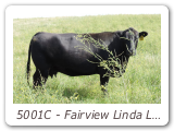 5001C - Fairview Linda Lou 5001
IMP 5001C - View Pedigree