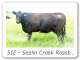 51E - Sealin Creek Rosebud 51E
PAK 51E - View Pedigree