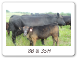 8B & 35H
Z-Bar Minnie 8B
ZBR 8B - View Pedigree
Z-Bar Tom Boy 35H
ZBR 35H - View Pedigree