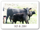 9D & 28H
Z-Bar Minnie 9D
ZBR 9D - View Pedigree
Z-Bar Parker 28H
ZBR 28H - View Pedigree