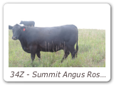 34Z - Summit Angus Rosebud Lass 34Z
GWS 34Z - View Pedigree