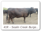 41R - Sealin Creek Burgess 41R
PAK 41R - View Pedigree