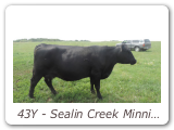 43Y - Sealin Creek Minnie 43Y
PAK 43Y - View Pedigree