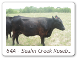 64A - Sealin Creek Rosebud 64A
PAK 64A - View Pedigree