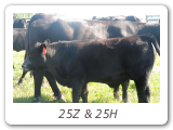 25Z & 25H
Z-Bar Burgess 25Z
ZBR 25Z - View Pedigree
Z-Bar Tom Boy 25H
ZBR 25H - View Pedigree