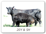 20Y & 5H
Z Bar Queenette 20Y
ZBR 20Y - View Pedigree
Z-Bar Queenette 5H
ZBR 5H - View Pedigree