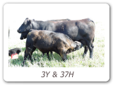 3Y & 37H
Z Bar Tibbie 3Y
ZBR 3Y - View Pedigree
Z-Bar Eric 37H
ZBR 37H - View Pedigree